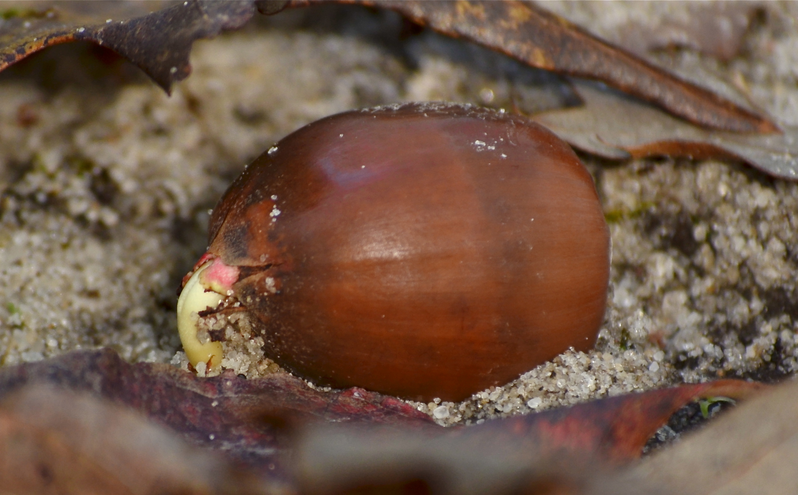 Chestnut Oak acorn beginning to sprout
