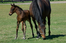 Mare and Her Foal 1